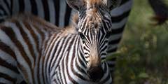 east africa